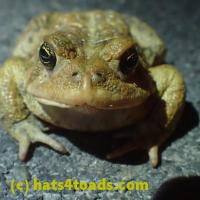 /home//u458753944/public_html/sourcegallery//Roxborough Toad Detour/2013-2019/2018/2018-04-13/P4130006.JPG